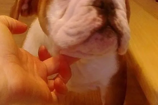 Buldog angielski piesek z rodowodemFCI, Śląskie, Bielsko-Biała