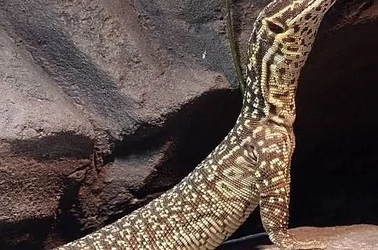 waran kolczastoogonowy acanthurus