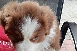 Owczarek australijski typ amerykański