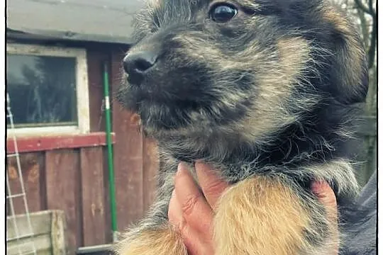 JACEK - uroczy sierściuszek do adopcji!