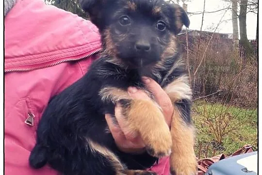 JACEK - uroczy sierściuszek do adopcji!
