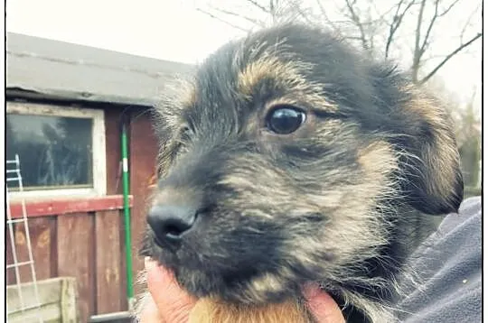 JACEK - uroczy sierściuszek do adopcji!