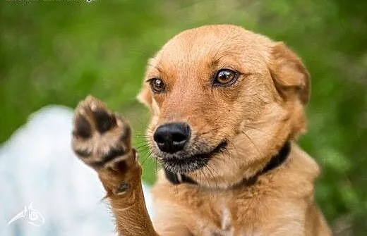 Nieduża, młoda suczka Pepa do adopcji! , świętokr