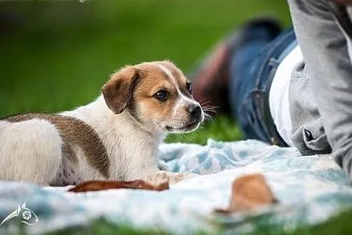 Wesoły 9-tygodniowy chłopak poleca sie do adopcji,