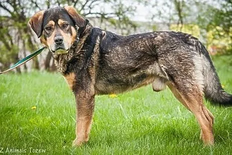 OTOZ Animals - Tazor - cudowny olbrzym szuka odpow