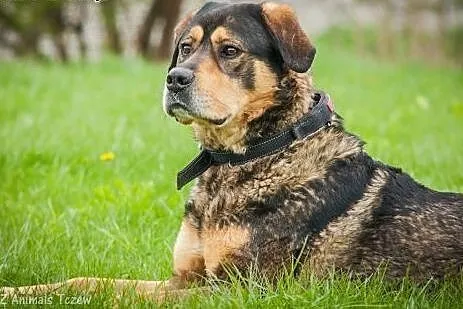 OTOZ Animals - Tazor - cudowny olbrzym szuka odpow