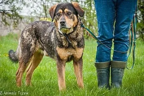 OTOZ Animals - Tazor - cudowny olbrzym szuka odpow