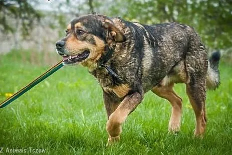 OTOZ Animals - Tazor - cudowny olbrzym szuka odpow