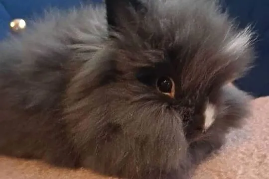 Królik miniaturka karzełek teddy, Śląskie, Sławków