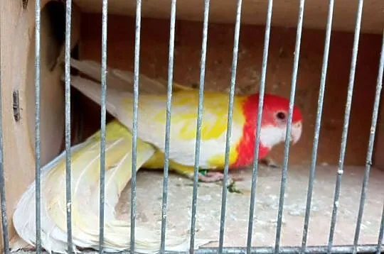 Rozella białolica samica, Małopolskie, Skała