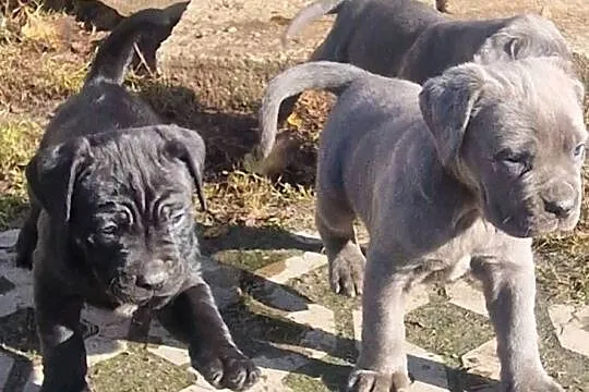 SPRZEDAM SZCZENIAKI CANE CORSO