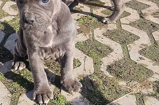 SPRZEDAM SZCZENIAKI CANE CORSO, Lubelskie, Lubartów