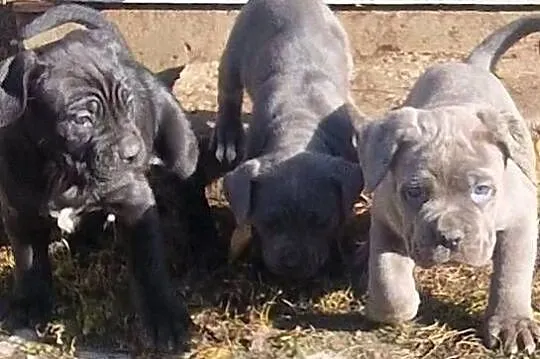 SPRZEDAM SZCZENIAKI CANE CORSO, Lubelskie, Lubartów