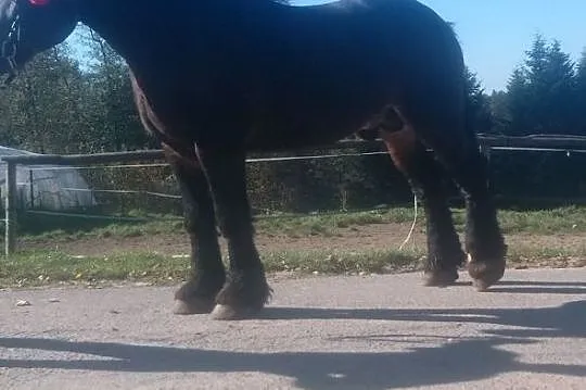 Sprzedam ogiera zimnokriwstego, , Siemiechów k Tuchowa