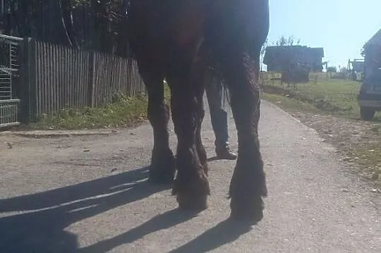 Sprzedam ogiera zimnokriwstego, , Siemiechów k Tuchowa