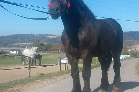 Sprzedam ogiera zimnokriwstego, , Siemiechów k Tuchowa