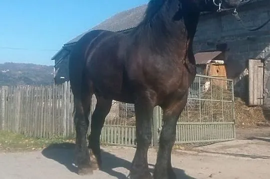 Sprzedam ogiera zimnokriwstego, , Siemiechów k Tuchowa