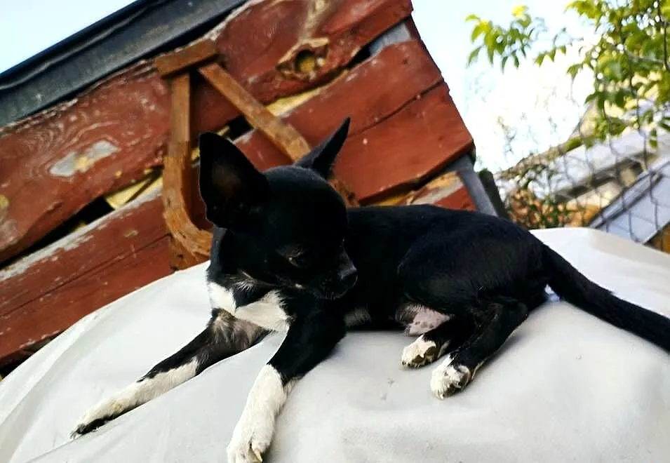 Chihuahua piesek, Mazowieckie, Nowy Dwór Mazowiecki