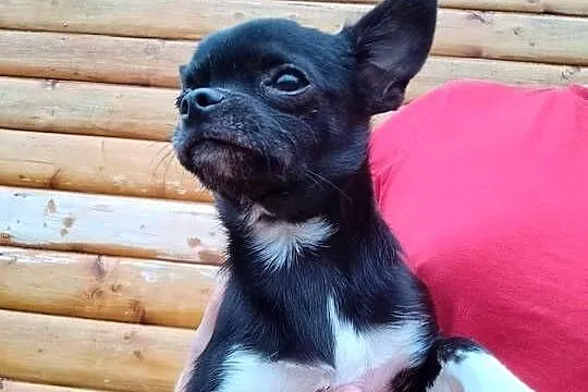 Chihuahua piesek, Mazowieckie, Nowy Dwór Mazowiecki