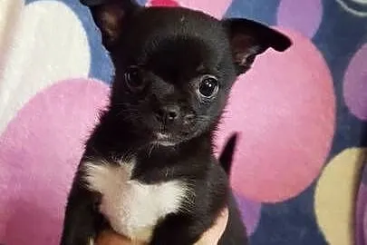 Chihuahua piesek, Mazowieckie, Nowy Dwór Mazowiecki