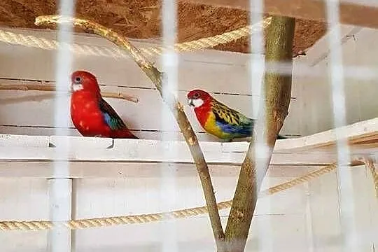 Papugi - likwidacja hodowli, Wielkopolskie, Konin
