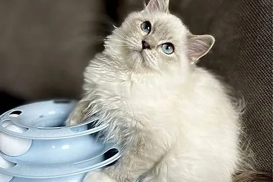 Ragdoll śliczny chłopczyk, Łódzkie, Łódź