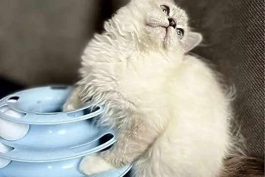 Ragdoll śliczny chłopczyk, Łódzkie, Łódź