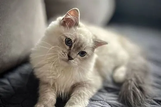 Ragdoll śliczny chłopczyk, Łódzkie, Łódź