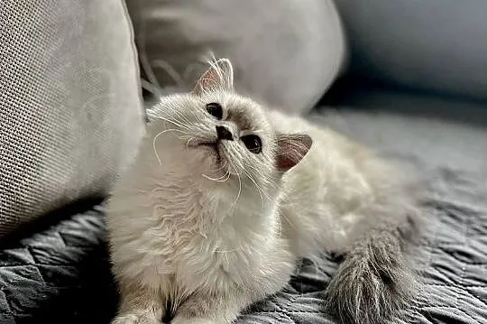 Ragdoll śliczny chłopczyk, Łódzkie, Łódź