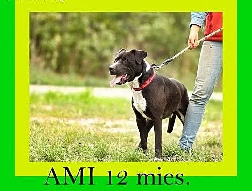 30kg,12miesięcy,w typie amstaffa,przytulaśny,konta