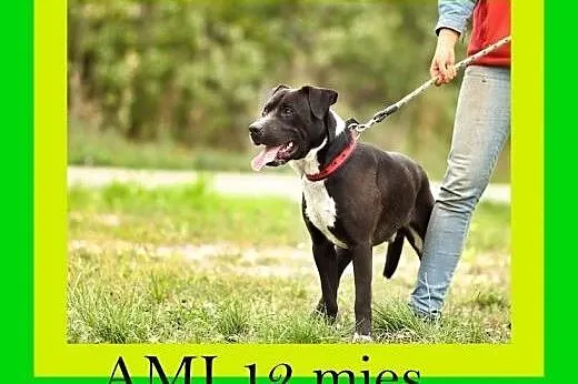 30kg,12miesięcy,w typie amstaffa,przytulaśny,konta