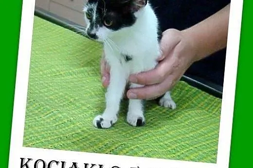 9 tyg.kociaki,kociczki i kocurek,odrobaczone.ADOPCJA,  małopolskie Kraków