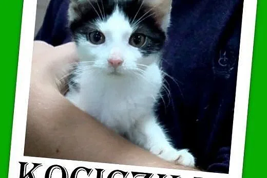 9 tyg.kociaki,kociczki i kocurek,odrobaczone.ADOPC
