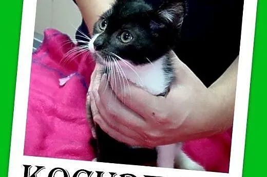 9 tyg.kociaki,kociczki i kocurek,odrobaczone.ADOPC