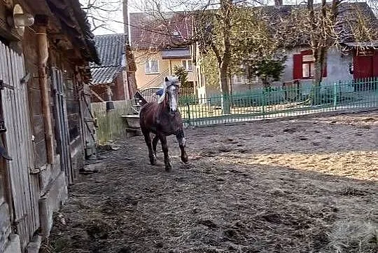 Źrebak