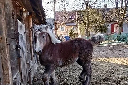 Źrebak, Mazowieckie, Długosiodło