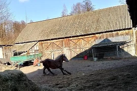 Źrebak, Mazowieckie, Długosiodło