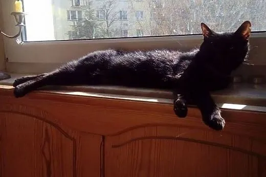 Śliczna czarnulka Cleo szuka domu,  mazowieckie Wa