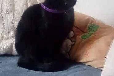 Śliczna czarnulka Cleo szuka domu,  mazowieckie Wa