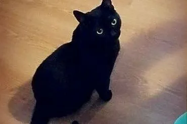 Śliczna czarnulka Cleo szuka domu,  mazowieckie Wa
