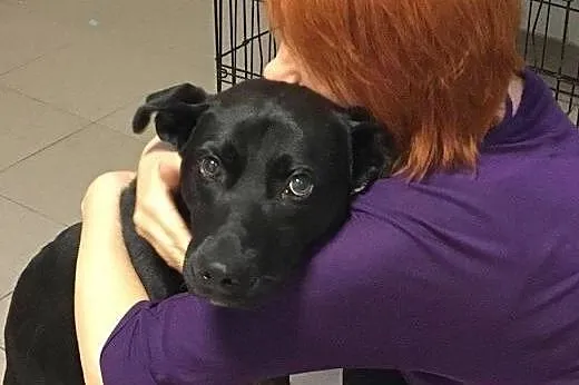 Salvo - młody, przyjazny psiak - do adopcji,  mazo