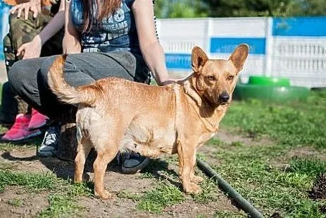 Mania - nieduża sunia w typie Jamnika szuka domu, 