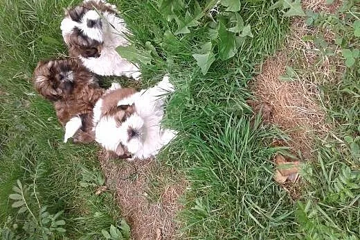 SHIH TZU Z RODOWODEM,  śląskie Gliwice