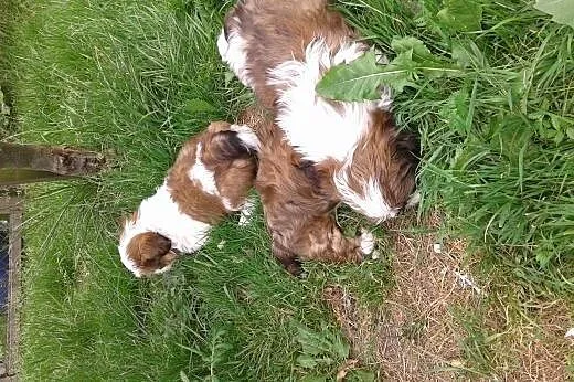 SHIH TZU Z RODOWODEM,  śląskie Gliwice