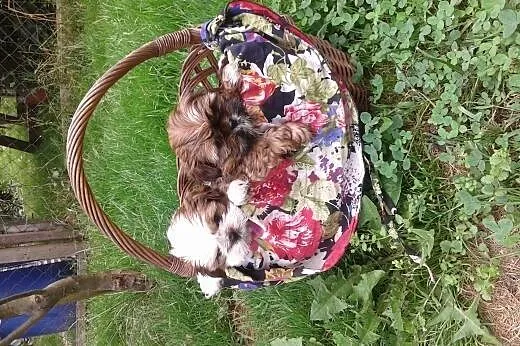 SHIH TZU Z RODOWODEM,  śląskie Gliwice