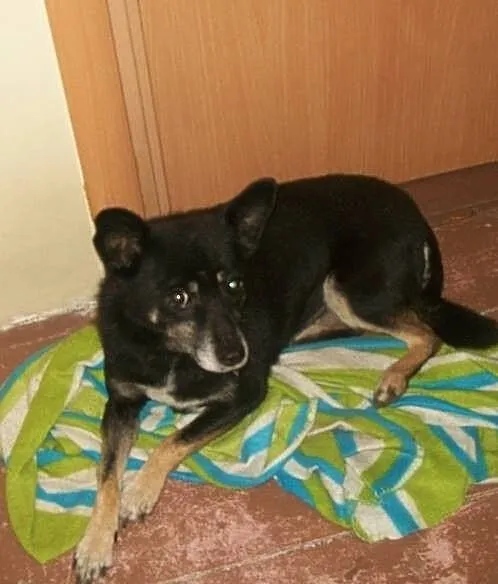 Kaja-zwana pieszczotliwie Baby-urocza psia seniork
