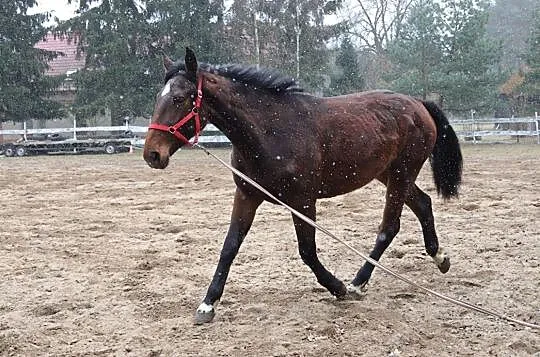 Klacz do sportu Litwa, Bolewice