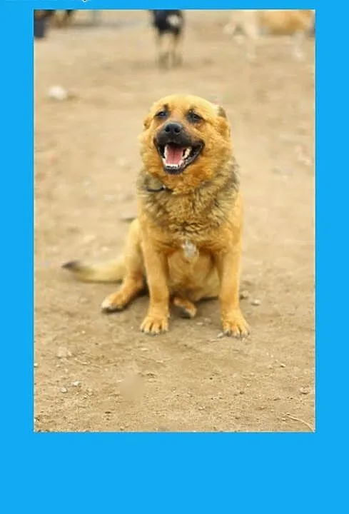 Nieduży ,łagodny,rodzinny pies Jawor do ADOPCJI !,
