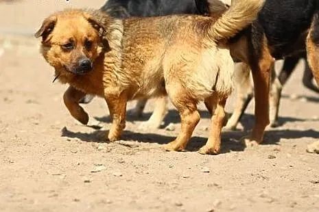 Nieduży ,łagodny,rodzinny pies Jawor do ADOPCJI !,