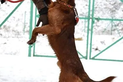 Bajerancki, terierowaty Bajer :)